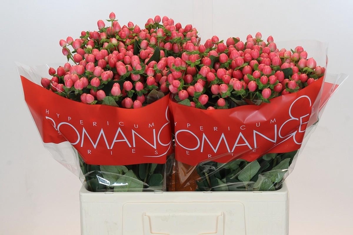 <h4>Hypericum Sweet Romance</h4>