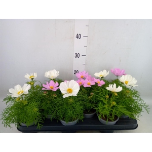 Cosmos bipinnatus 'Sonata'   ...mix