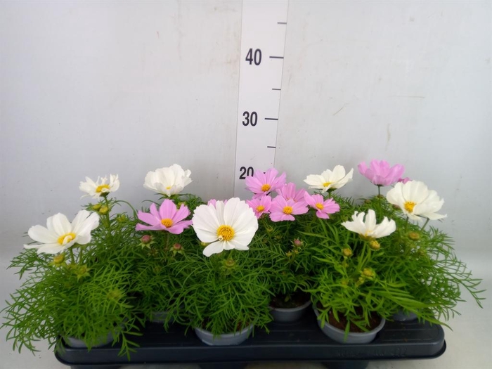 <h4>Cosmos bipinnatus 'Sonata'   ...mix</h4>