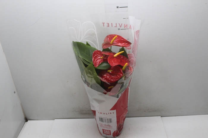 <h4>ANTHURIUM DAKOTA P17</h4>