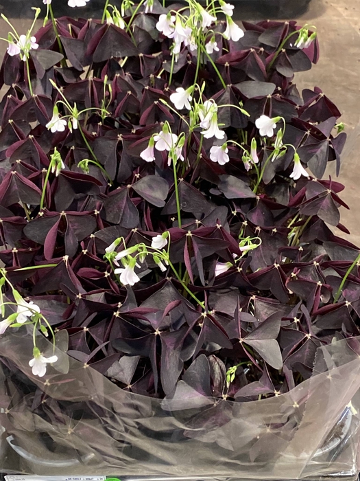 Oxalis triangularis subsp. triangul