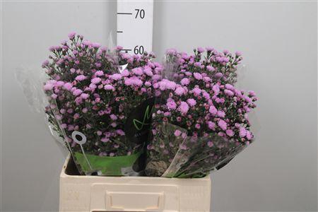 <h4>Ast Double Da Pink</h4>