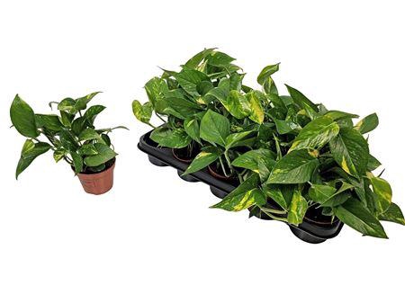 <h4>Epipremnum Pinnatum 'aureum'</h4>