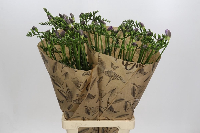 Freesia One Blue XXL