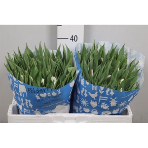 Tulp En White Prince