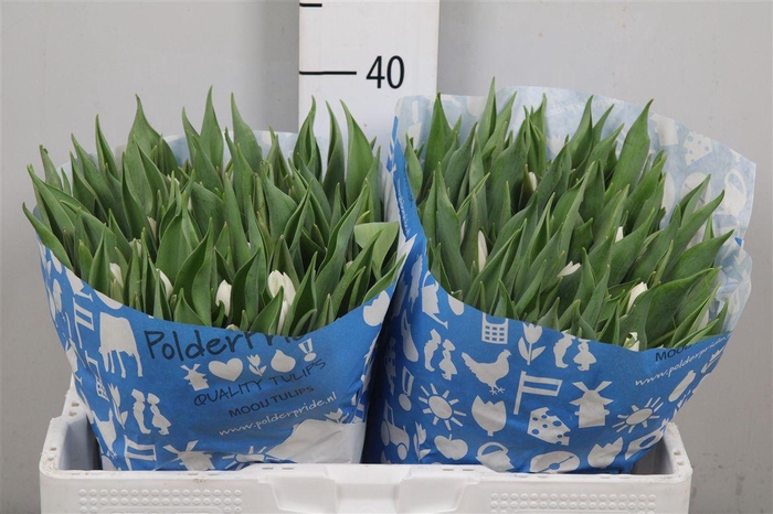 <h4>Tulp En White Prince</h4>