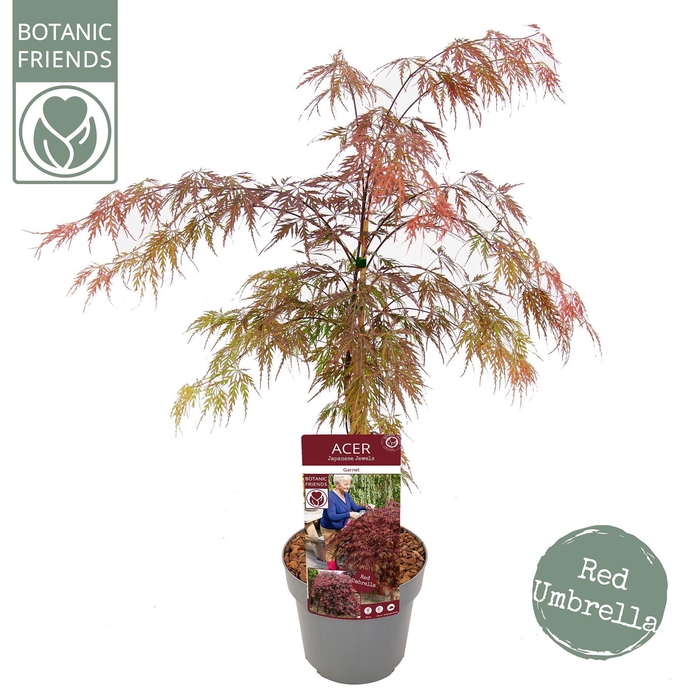 <h4>Acer palmatum Garnet</h4>