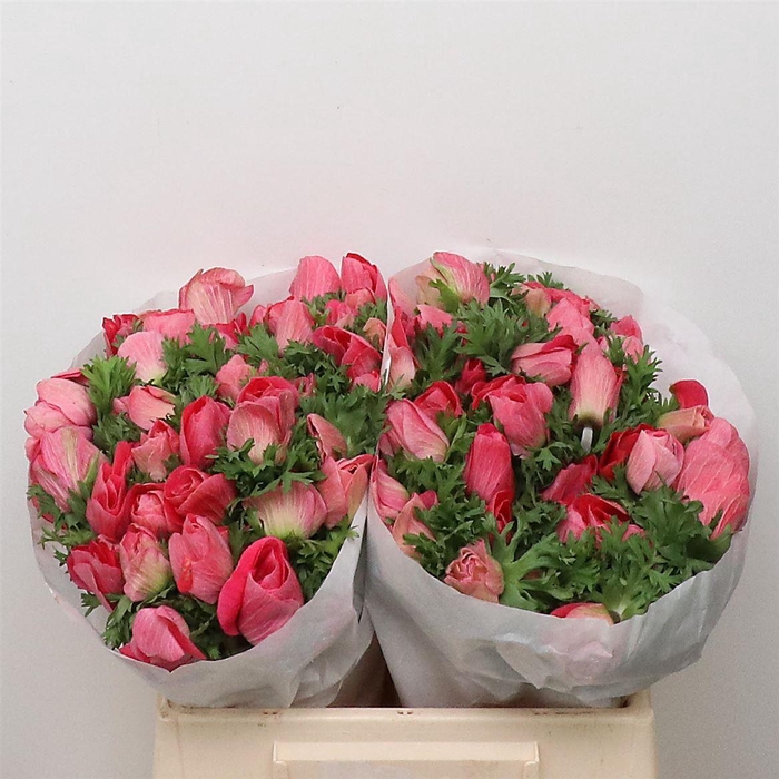 <h4>Anem Mistral Pink Super</h4>