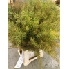 Acacia Gr Decurrens
