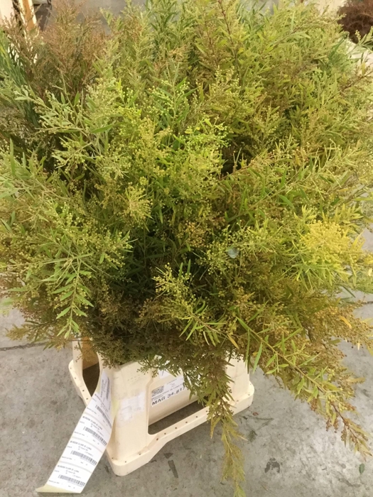Acacia Gr Decurrens