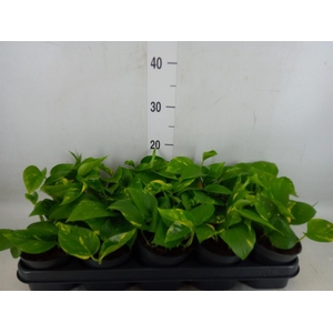 Epipremnum pinn. 'Aureum'