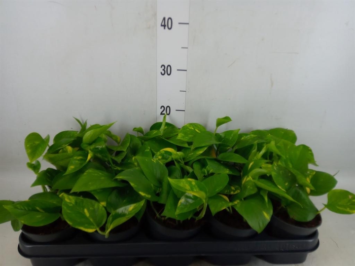 <h4>Epipremnum pinn. 'Aureum'</h4>