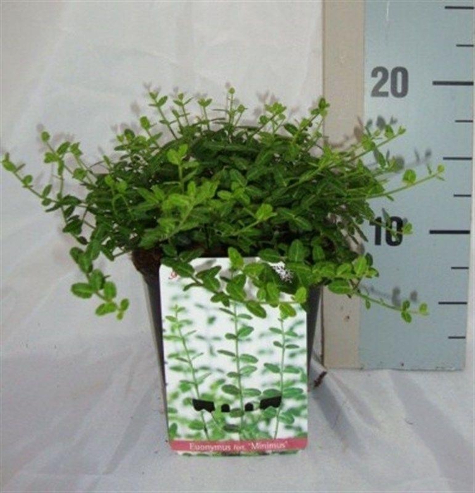 <h4>Euonymus fortunei 'Minimus'</h4>
