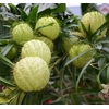 ASCLEPIAS PHYSOCARPA 070 CM