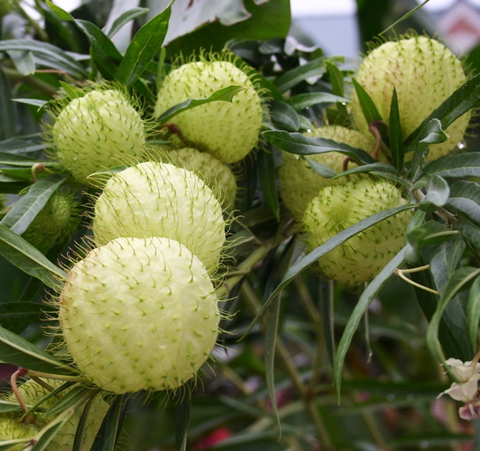 ASCLEPIAS PHYSOCARPA 070 CM