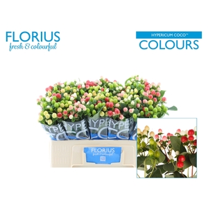 HYP COCO COLOURS GEM