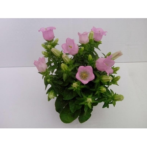 CAMPANULA MEDIUM P11 LADY PINK