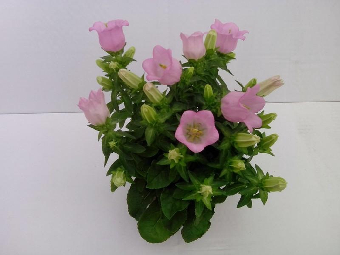 <h4>CAMPANULA MEDIUM P11 LADY PINK</h4>