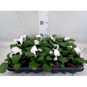 Viola wr. 'Colossus White wBlotch'
