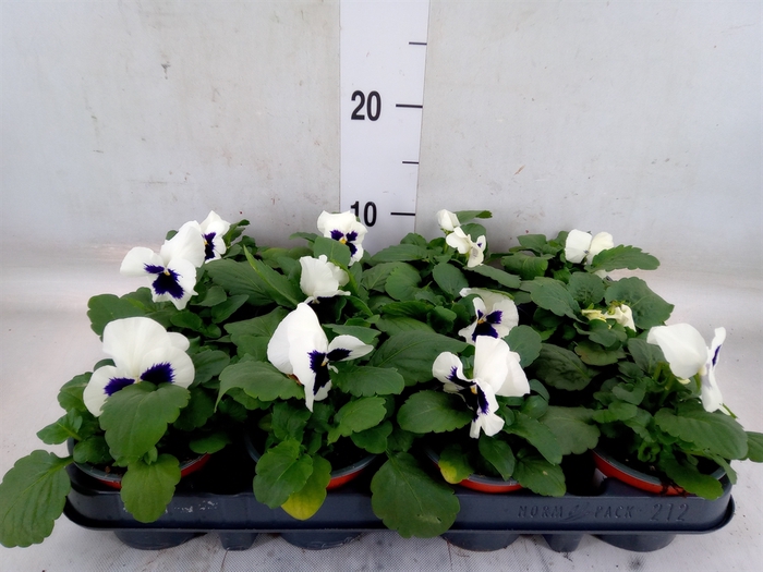 <h4>Viola wr. 'Colossus White wBlotch'</h4>
