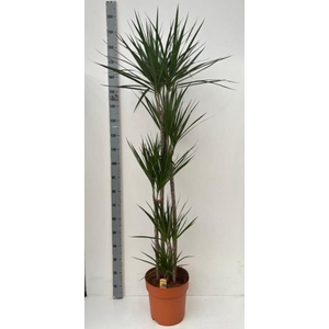 Dracaena Marginata 30Ø 190cm 5pp