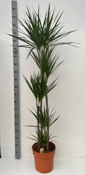 Dracaena Marginata 30Ø 190cm 5pp