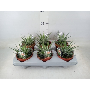 Haworthia fasciata 'Big Band'