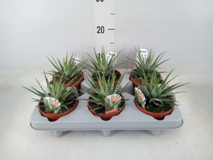 <h4>Haworthia fasciata 'Big Band'</h4>
