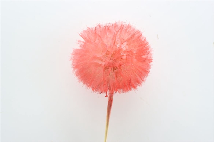 Pres Puste Flower Light Red