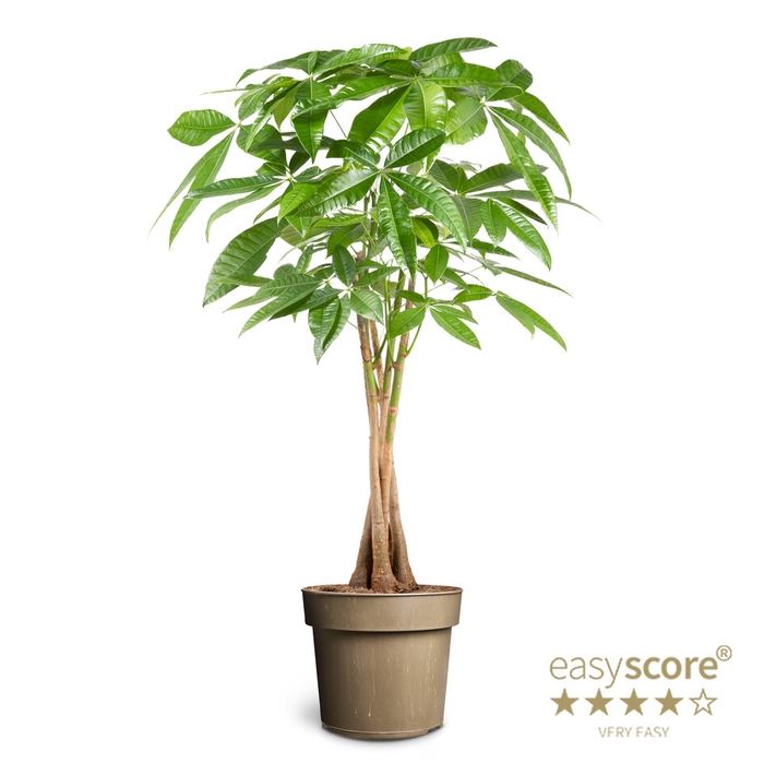 PACHIRA AQUATICA P24