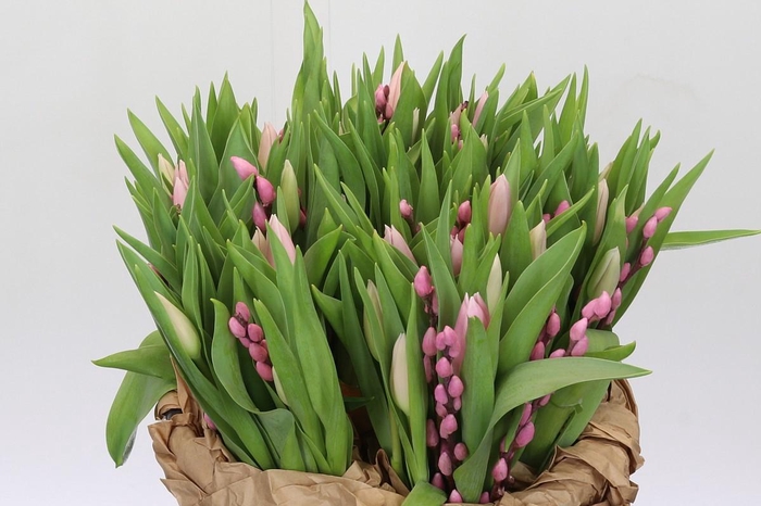 BQ Tulp Salix Pink