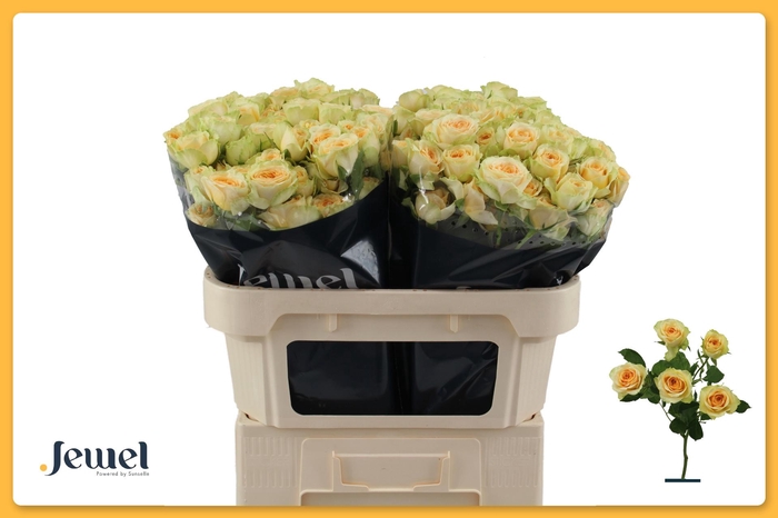 <h4>R TR BANDOLERO</h4>