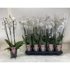 Phal An Inverness