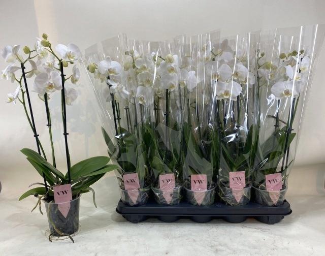 Phal An Inverness