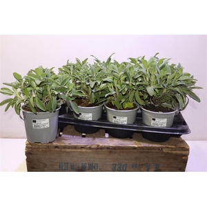 Salvia Officinalis 14