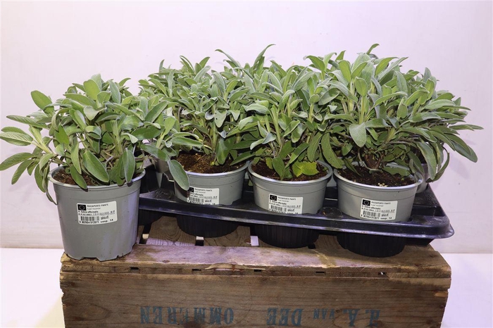 <h4>Salvia Officinalis 14</h4>