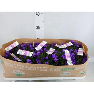 Campanula porten. 'Ambella In Prpl'