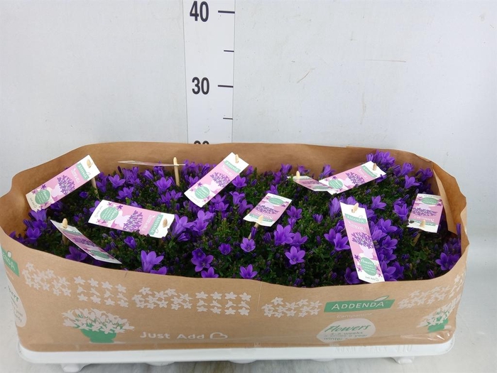 <h4>Campanula porten. 'Ambella In Prpl'</h4>