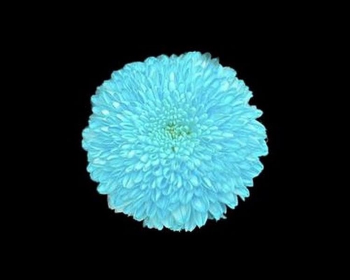 <h4>Chr T Klb Newton Pastel Blue</h4>