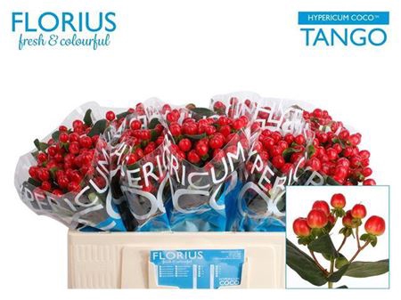 <h4>Hyp Coco Tango 50cm</h4>