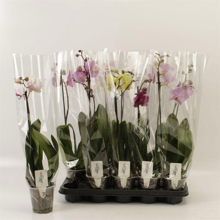 <h4>PHAL GEM</h4>