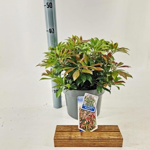 Pieris japonica Katsura
