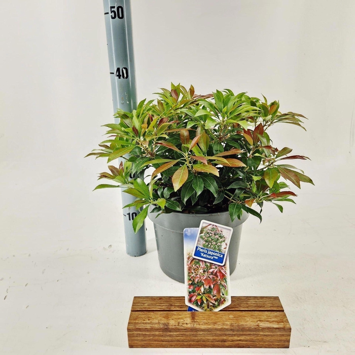 <h4>Pieris japonica Katsura</h4>