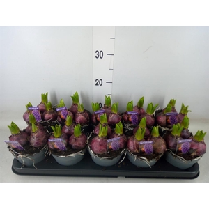 Hyacinthus orie. 'Pearl Blue'