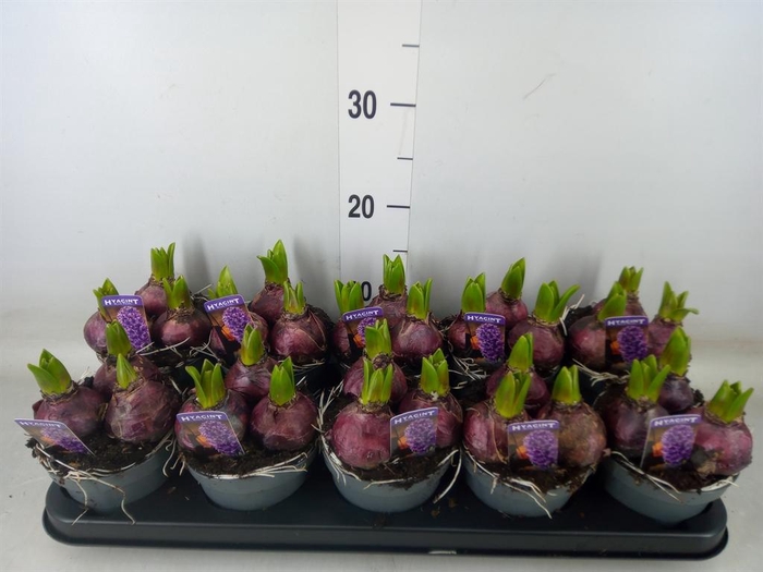 <h4>Hyacinthus orie. 'Pearl Blue'</h4>