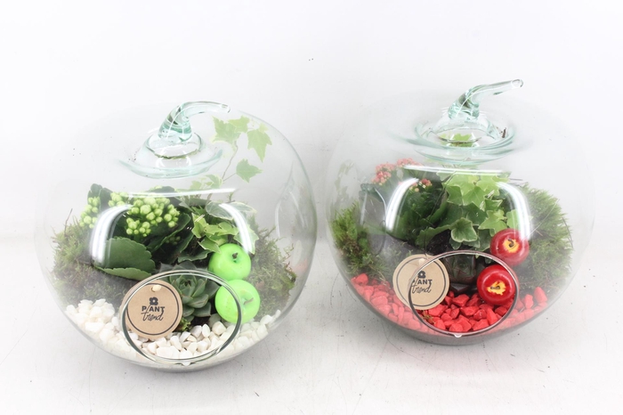 <h4>arr2 PL - Glazen appel XL - mix</h4>