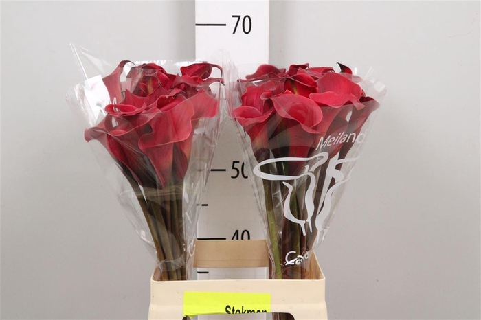 <h4>Zant Red Charm</h4>