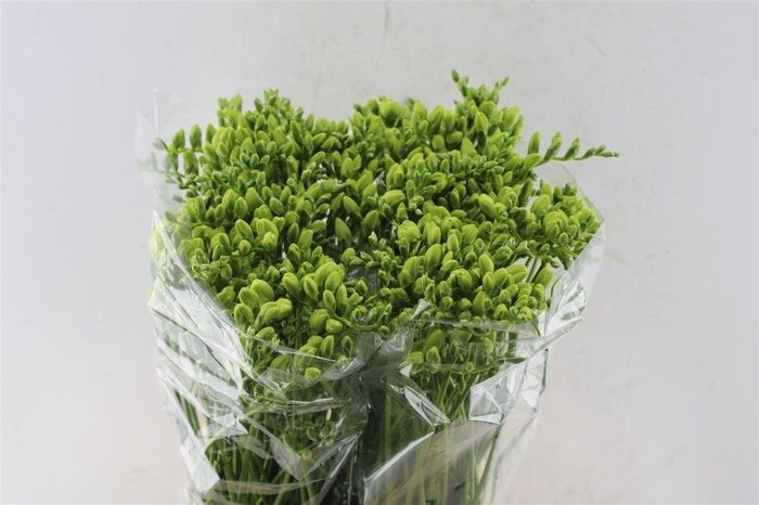 <h4>Fr Du Volante White</h4>