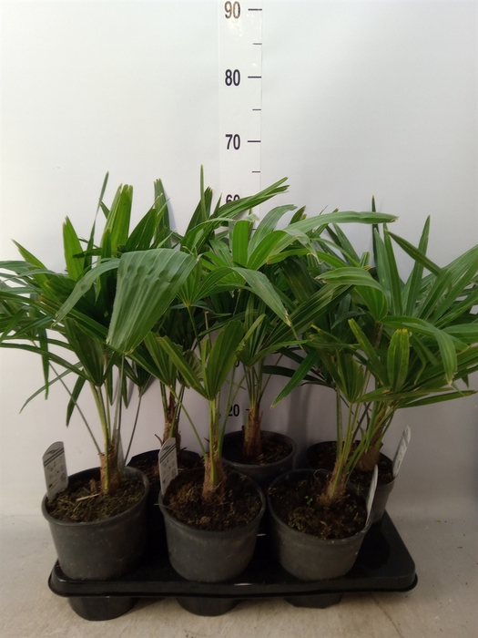 <h4>Trachycarpus fortunei</h4>