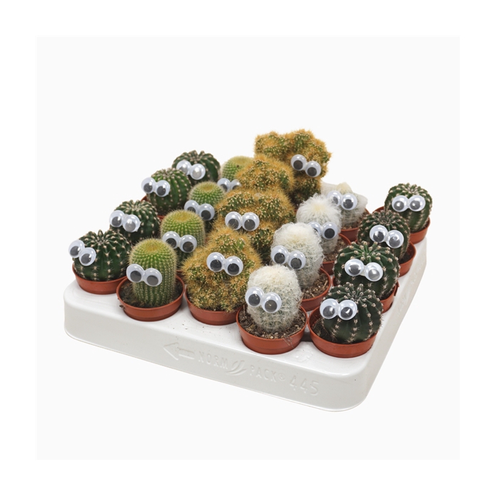 <h4>Cactus mix 5,5 cm met oog</h4>